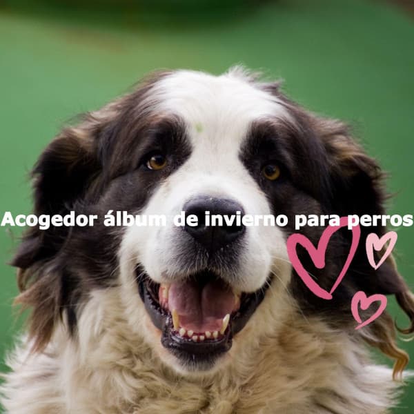 Acogedor álbum de invierno para perros - Playlist for Nighttime Calm