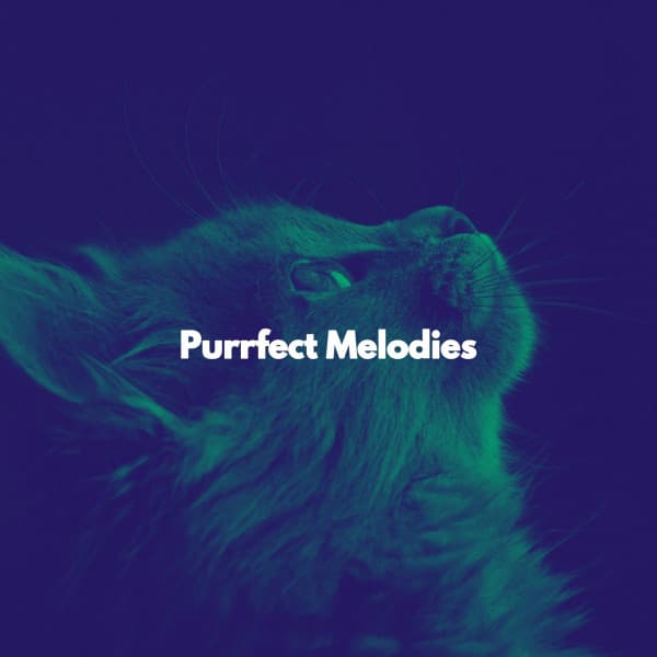 Purrfect Melodies - Classy Coffee Shop Jazz