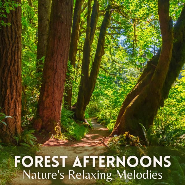 Forest Afternoons: Nature's Relaxing Melodies - Next Nature