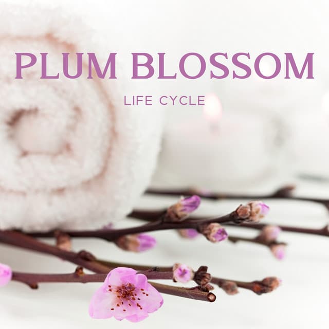 Plum Blossom Life Cycle - World of Spa Massages