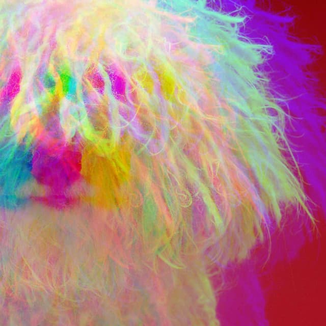 Mellow Jazz Guitar - Bgm for Doggy Evening Energy - Puppy Music