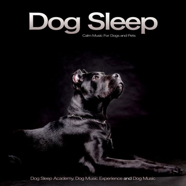 Dog Sleep Academy