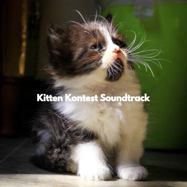 Kitten Kontest Soundtrack - Afternoon Jazz Playlist