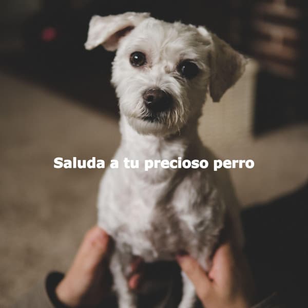Saluda a tu precioso perro - Musica Relajante para Perros Momentos