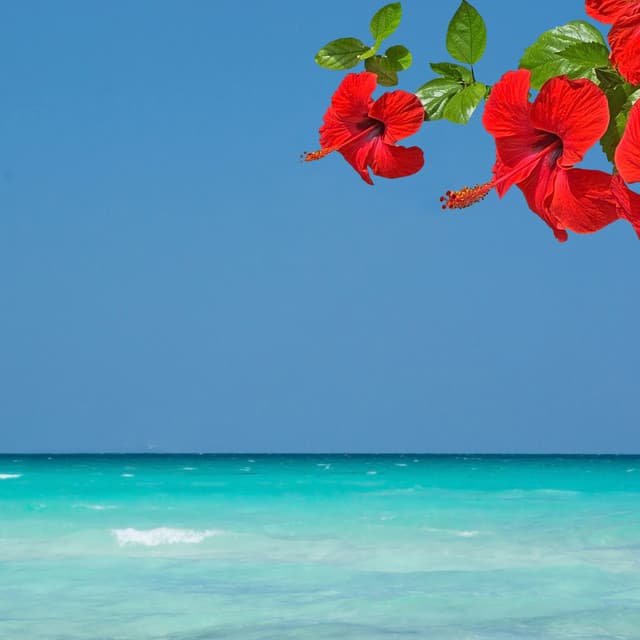 Baby Motet by the Ocean: Music for Stress Relief - White Noise Baby Sounds