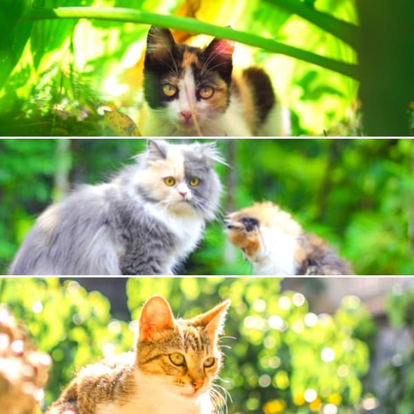 Backdrop for Favorite Kittens - Fashionable Soprano Sax Solo - Cat Music Relaxation