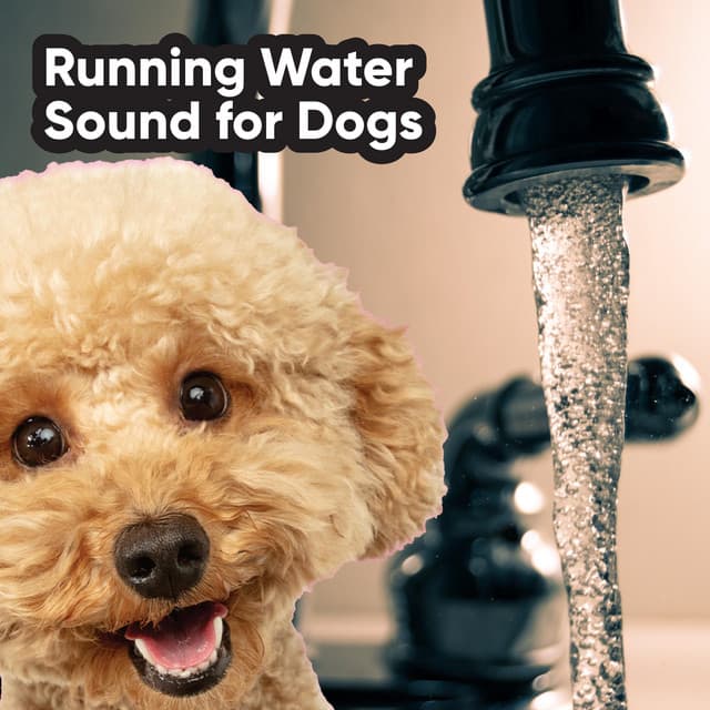 Running Water Sound for Dogs - White Noise Collectors