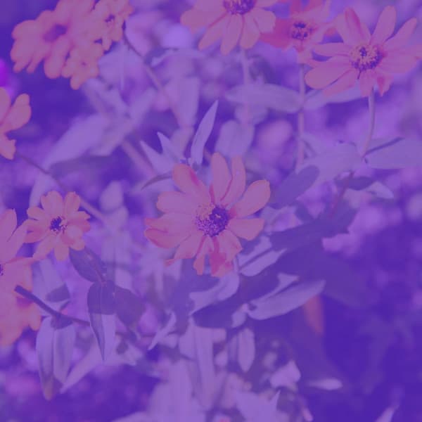 Alluring Trumpet Solo - Ambiance for Unique Thoughts - Cheerful Hotel Lobby Music