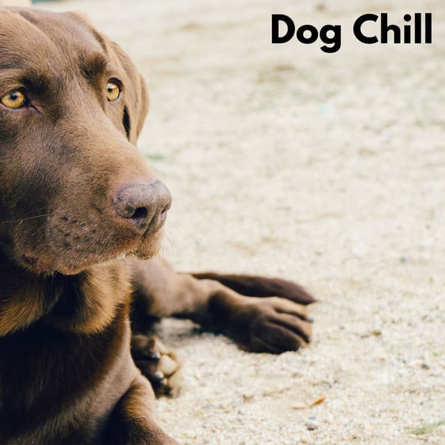 Dog Chill - Hundemusikk