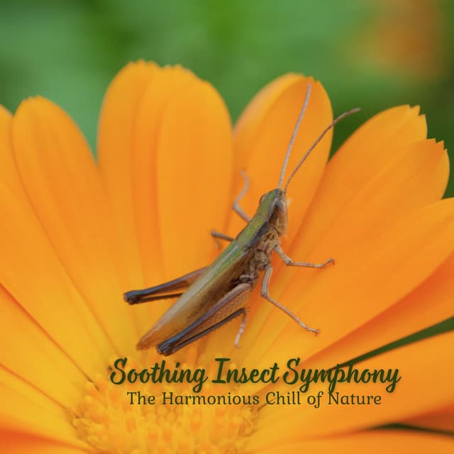 Soothing Insect Symphony: The Harmonious Chill of Nature - Nature Sounds With Music