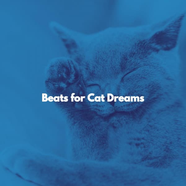 Beats for Cat Dreams - Acoustic Study Music Beats