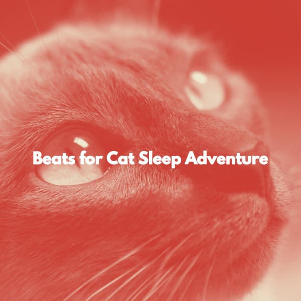 Beats for Cat Sleep Adventure - Jazz & Study Ambience