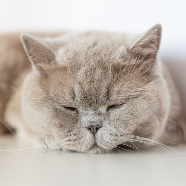 Soothing Whiskers: Harmonious Meditation Cat Bliss Soundscape - Cat Relaxation