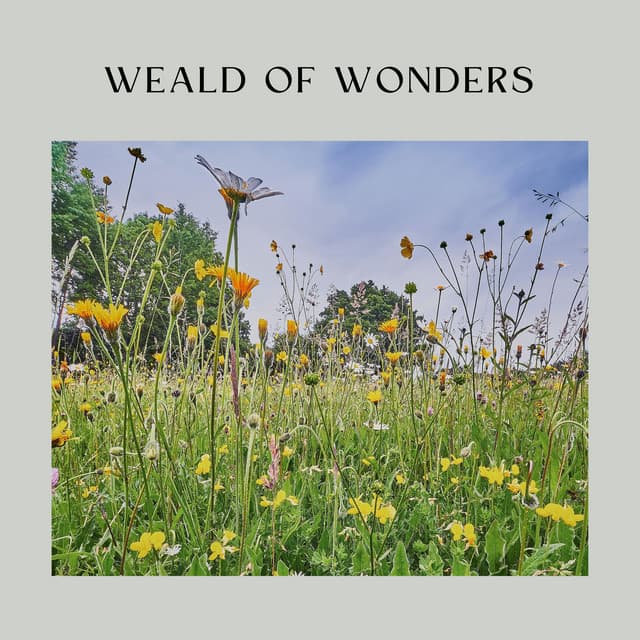 Weald of Wonders - Nature Sounds Nature Music