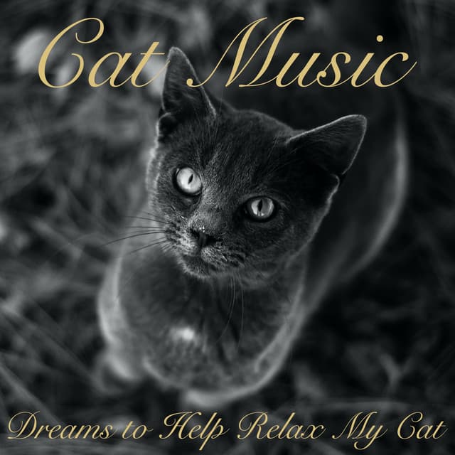 Cat Music Dreams to Help Relax My Cat - Cat Music