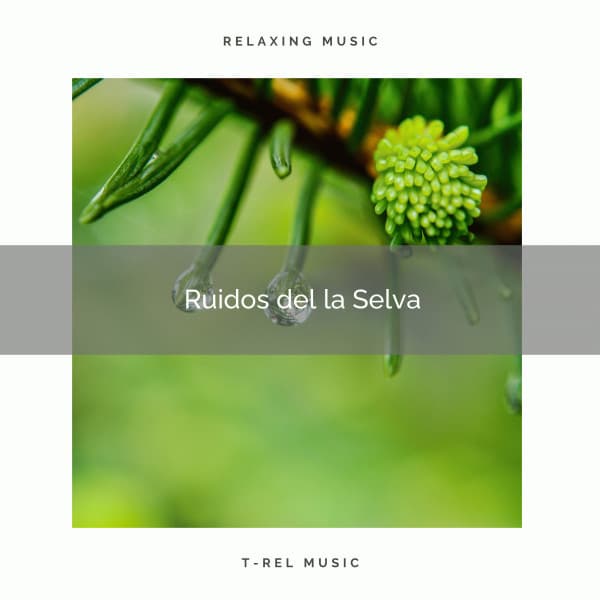 1 Ruidos de la Selva - Sonidos de la Naturaleza para Dormir