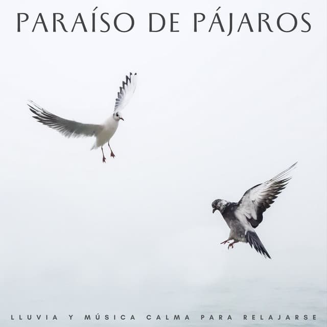 Paraíso De Pájaros: Lluvia Y Música Calma Para Relajarse - Medi Rela
