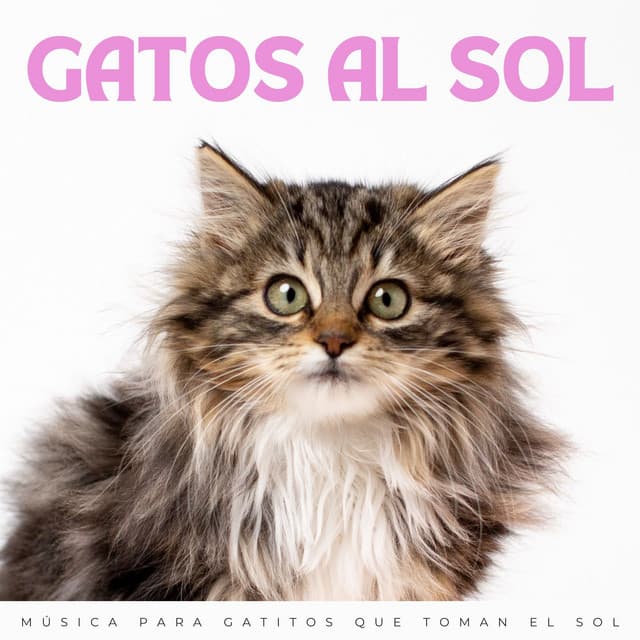 Gatos Al Sol: Música Para Gatitos Que Toman El Sol - Momentos Relajantes para Gatos