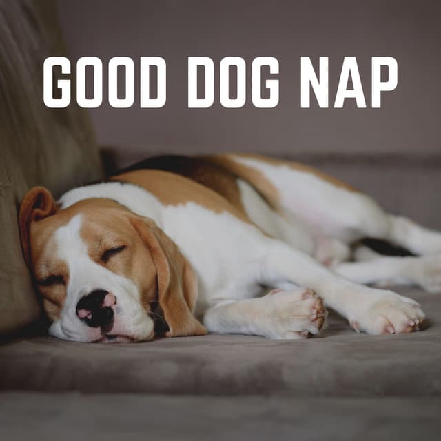 Good Dog Nap - Dog Sleep Dreams