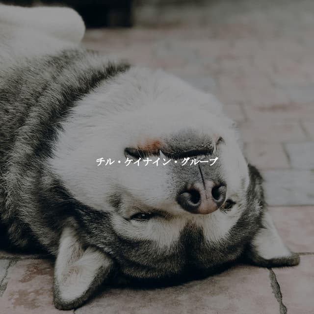 チル・ケイナイン・グルーブ - Cafe de Musica Instrumental