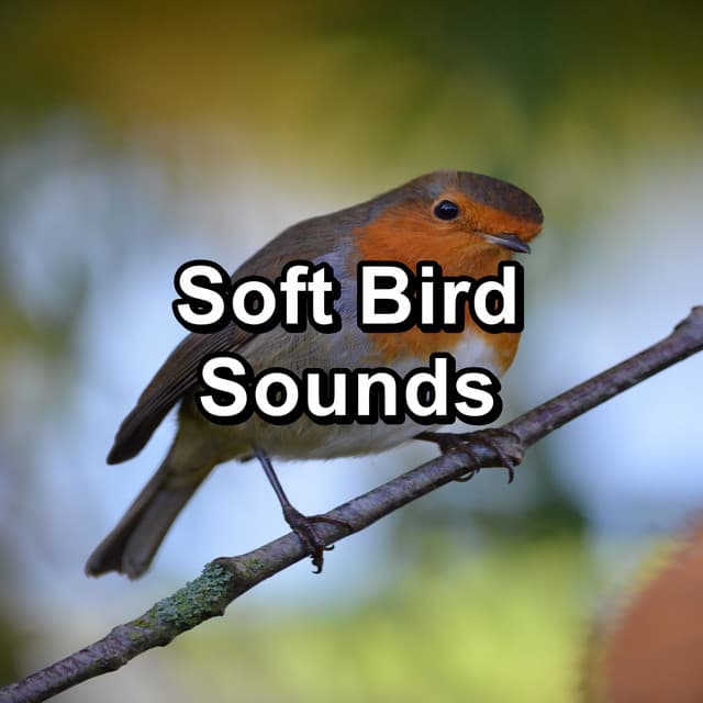 Soft Bird Sounds - Bird Sounds 2016