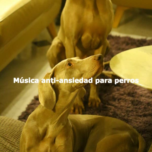Música anti-ansiedad para perros - Jazz for Working Playlists