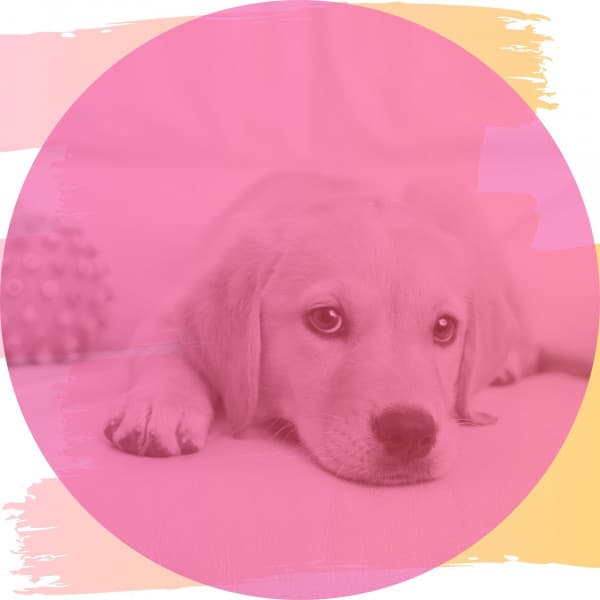 Music for Sleepy Pups - Peaceful Trumpet Jazz - Relaxing Dog Music Society