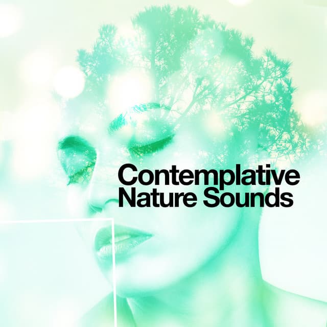 Contemplative Nature Sounds - Nature Ambience
