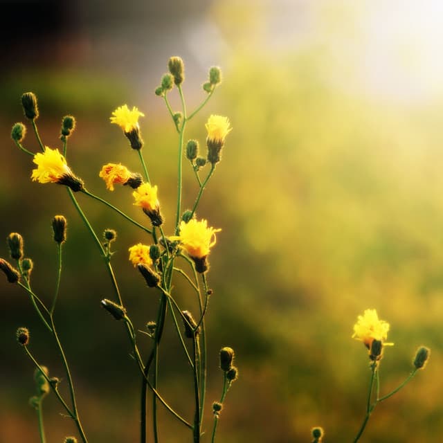 Symphony of Nature's Tranquil Morning Glow - Healing Music Spirit