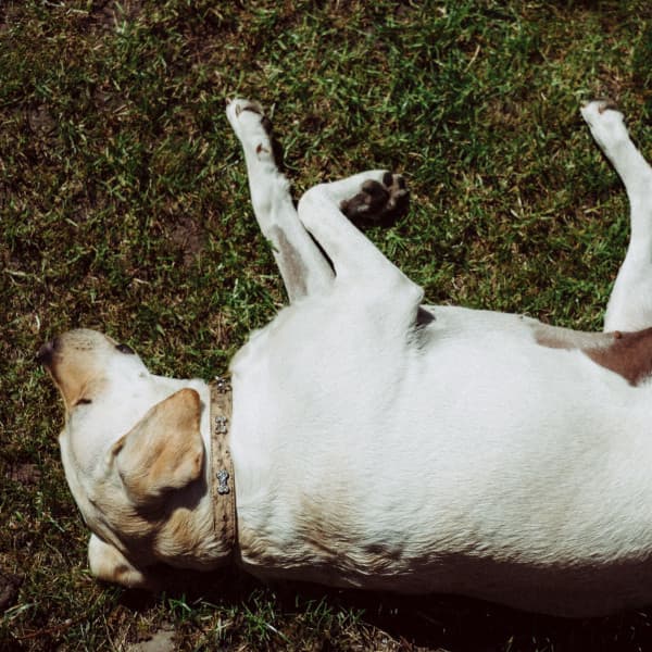 Jazz Ballad - Background Music for Resting Dogs - Relaxing Dog Music