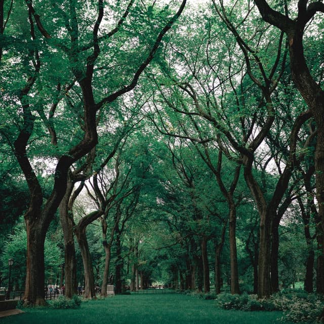 Relaxing and pleasant melodies for deep sleep - Soothing Relaxation