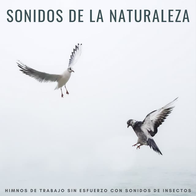 Sonidos De La Naturaleza: Himnos De Trabajo Sin Esfuerzo Con Sonidos De Insectos - Televisión de la naturaleza