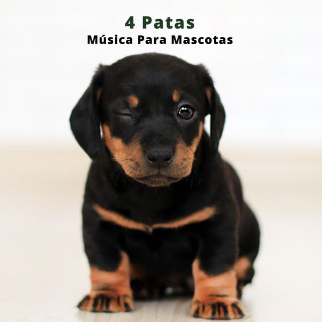 4 Patas: Música Para Mascotas - Biblioteca de Música Para Mascotas