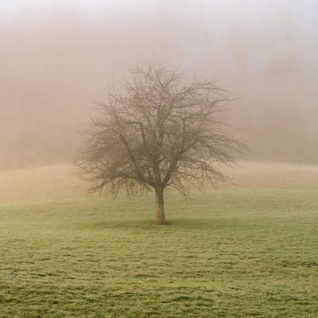 1 Ethos: Fully Alive - Nature Sound Collection