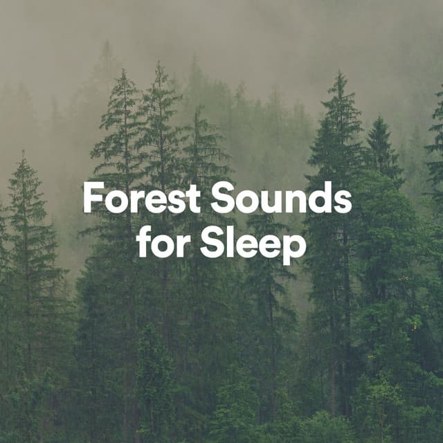 Forest Sounds for Sleep - Ambient Forest