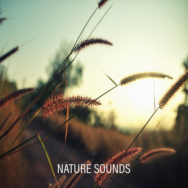 Nature Sounds – Meditation, Relaxation and Healing Regeneration with New Age Music - Wellness Sounds Relaxation Paradise