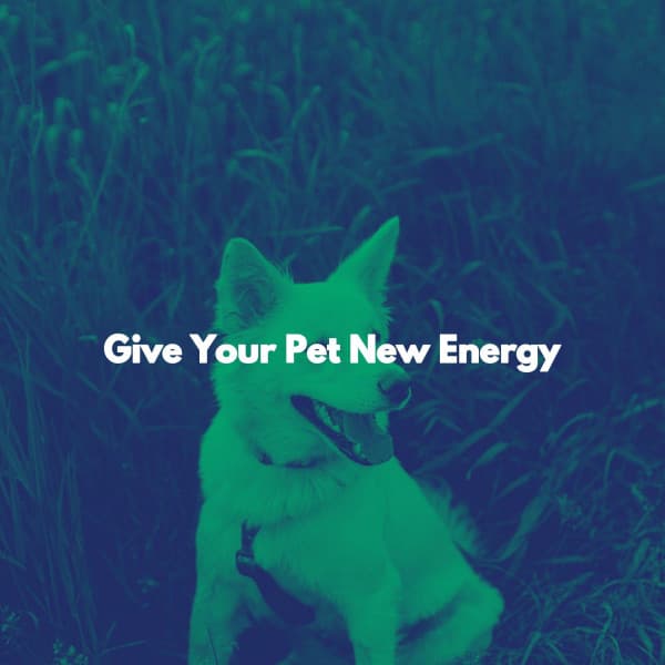 Give Your Pet New Energy - Coffee Jazz
