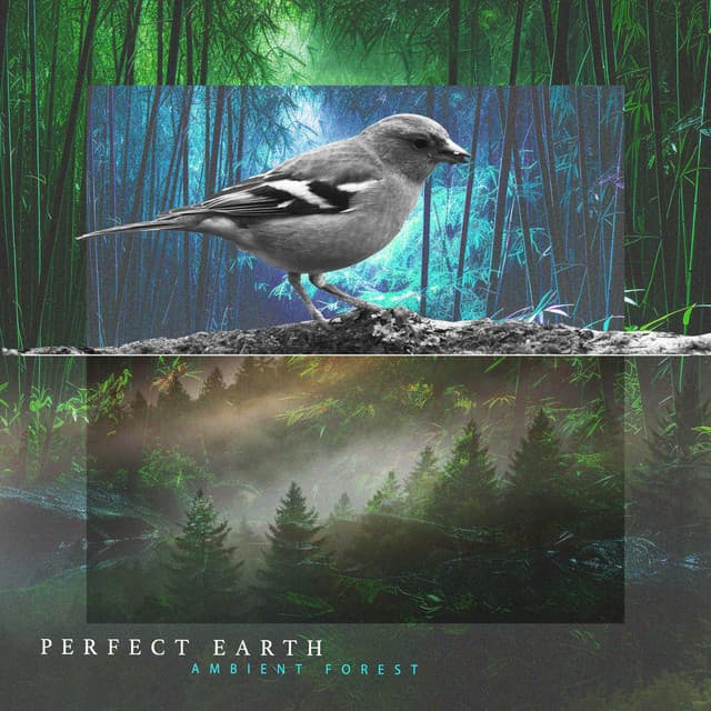 Perfect Earth - Ambient Forest
