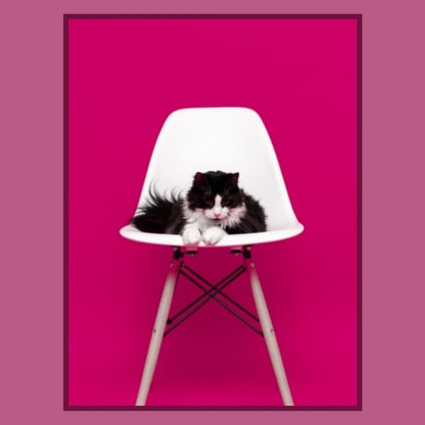 Feelings for Anxious Kitty - Cat Music Studio