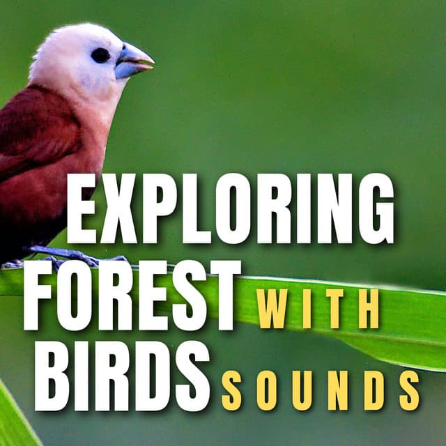 Exploring Forest with Birds Sounds - Bird Songs