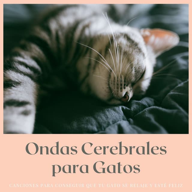 Ondas Cerebrales para Gatos: Canciones para Conseguir que tu Gato se Relaje y esté Feliz - Gatos Especialistas