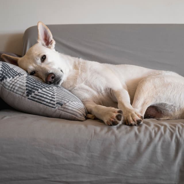 Serene Lofi Soundwaves: Melodies of Dog Rest - Dog Music Library