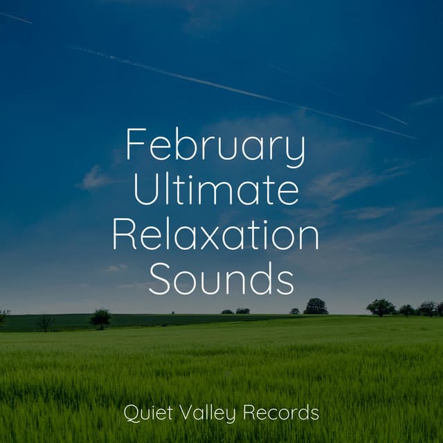 February Ultimate Relaxation Sounds - Calming Rainforest Sounds