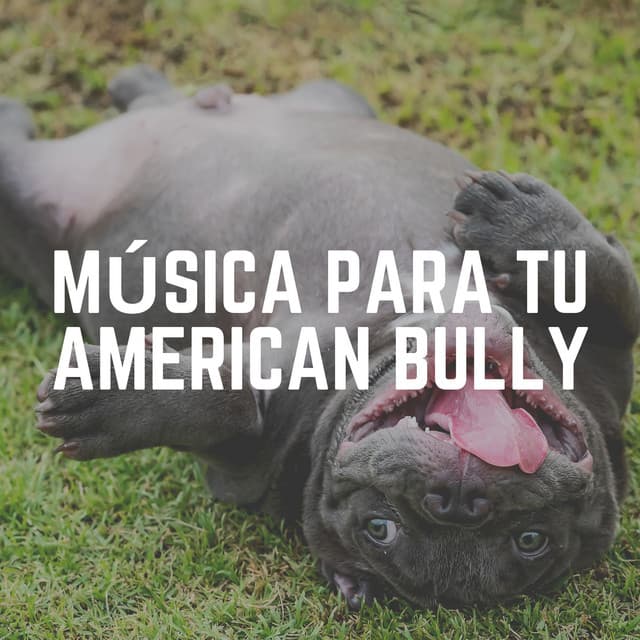 Música para Tu American Bully - Mascotas tranquilas