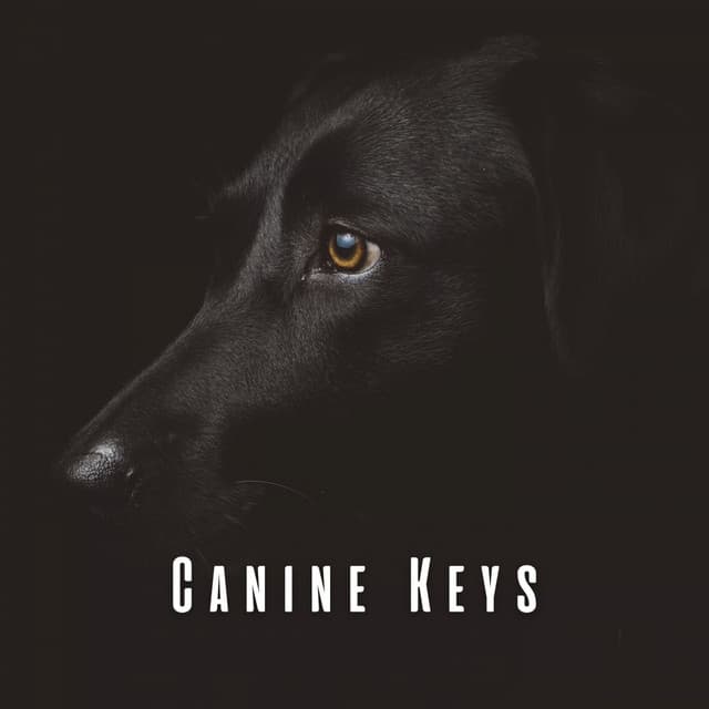 Canine Keys: Meditative Piano for Dogs - Worship Music Piano