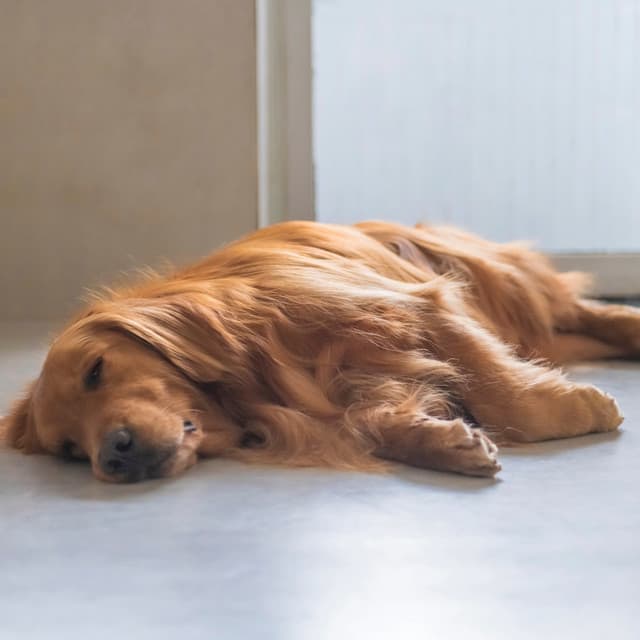 Soft Echoes for Peaceful Dog Moments - Binaural Beats Central