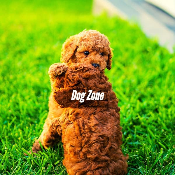 Dog Zone - Doggy Relaxing Sounds