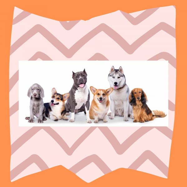 Spirited Jazz Organ - Bgm for Winter Dog Strolls - Good Dog Music