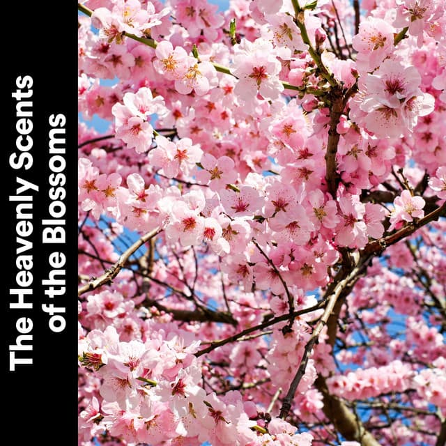 The Heavenly Scents of the Blossoms - Weather Sounds