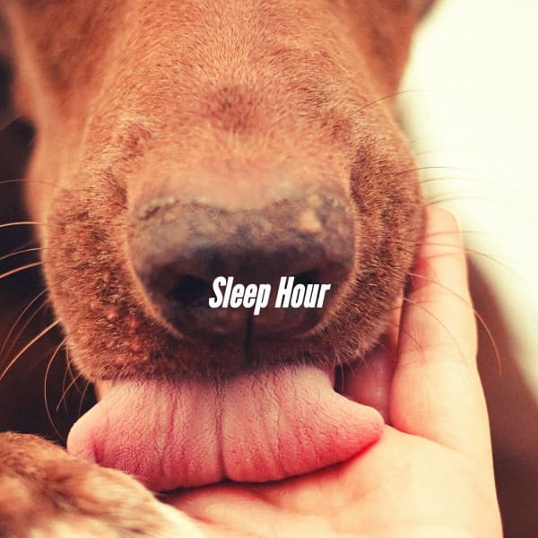 Sleep Hour - Dog Relaxation Music